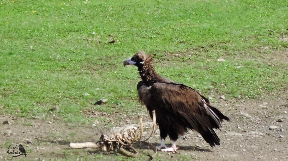 Cinereous Vulture - Xurde Acebrás