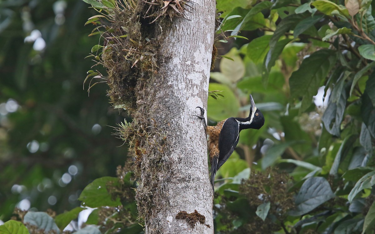 Powerful Woodpecker - ML176750351