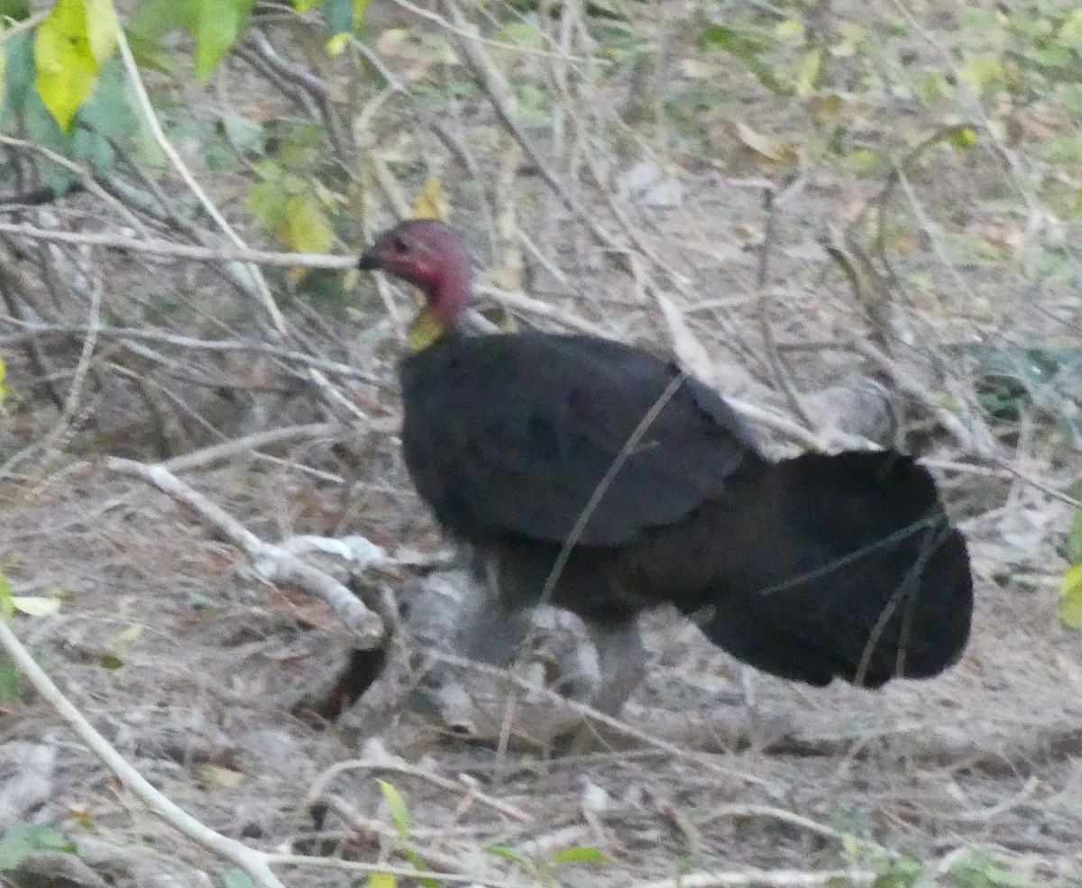 Australian Brushturkey - ML176750501