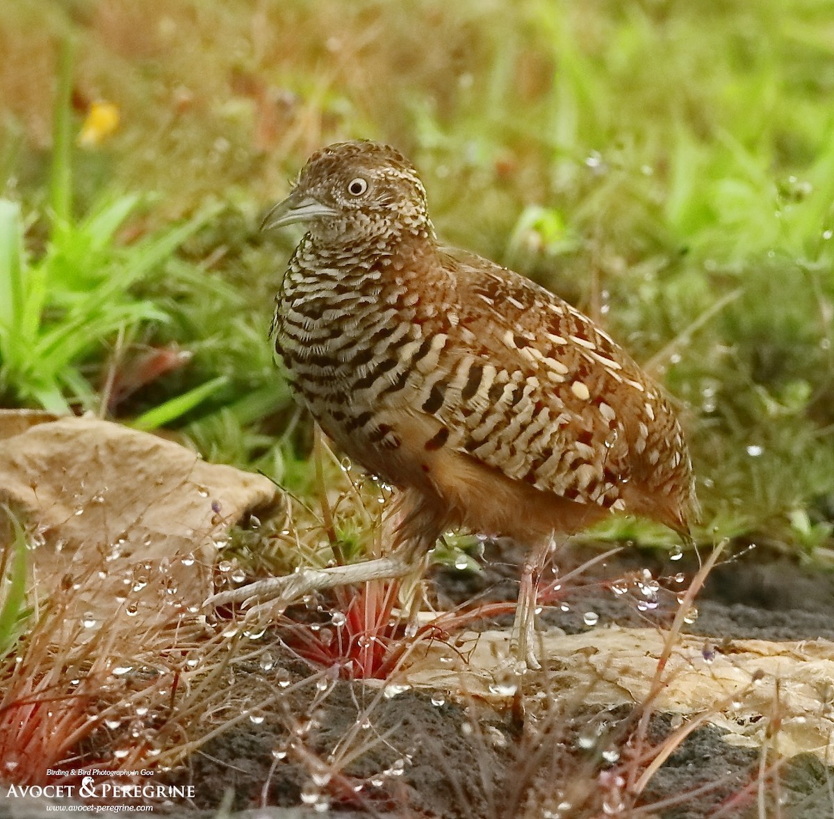 Barred Buttonquail - Savio Fonseca (www.avocet-peregrine.com)