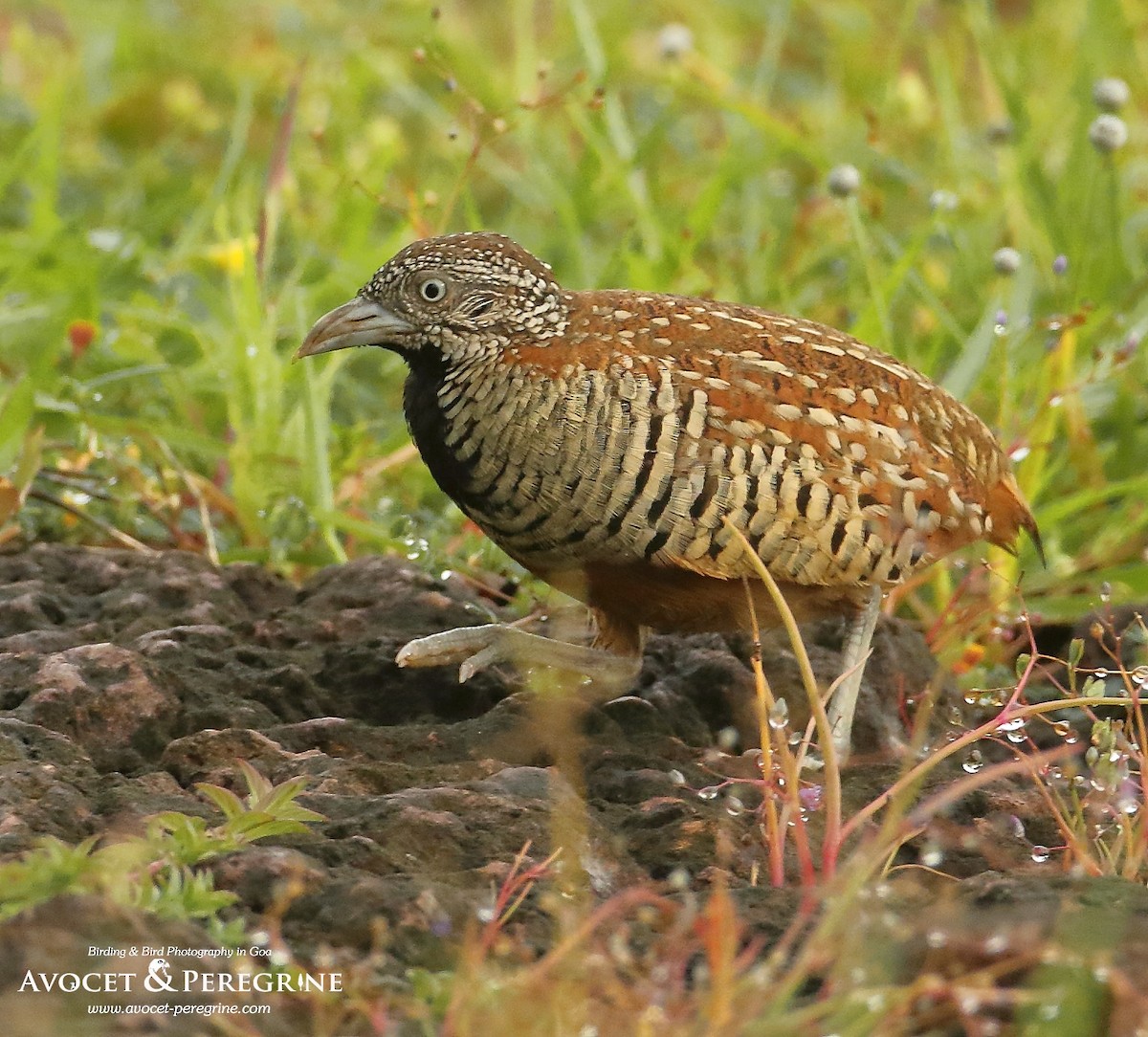 Barred Buttonquail - Savio Fonseca (www.avocet-peregrine.com)