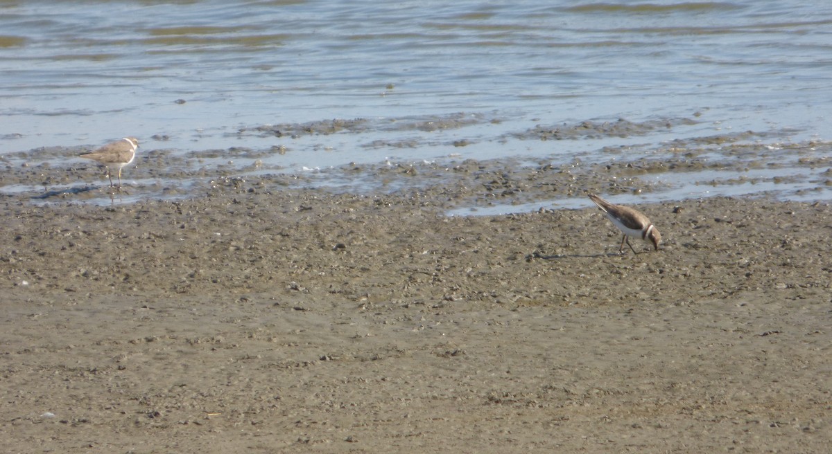 Kentish Plover (Kentish) - ML176753291