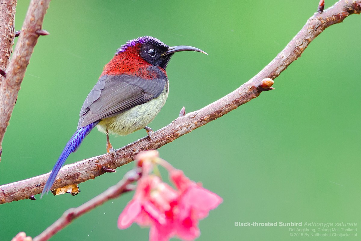 Black-throated Sunbird - Natthaphat Chotjuckdikul