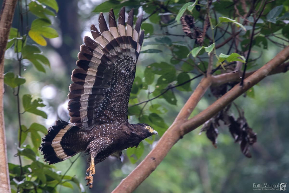 Crested Serpent-Eagle - Pattaraporn Vangtal