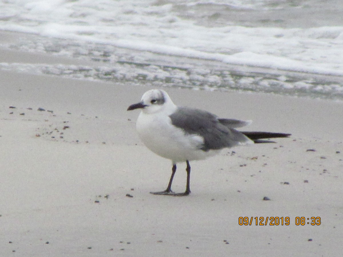 Mouette atricille - ML176756821