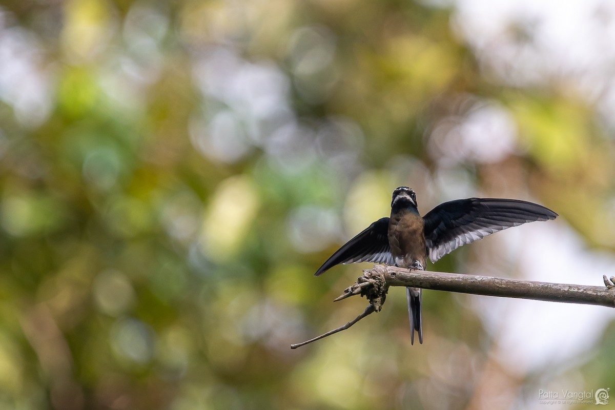 Whiskered Treeswift - ML176756971