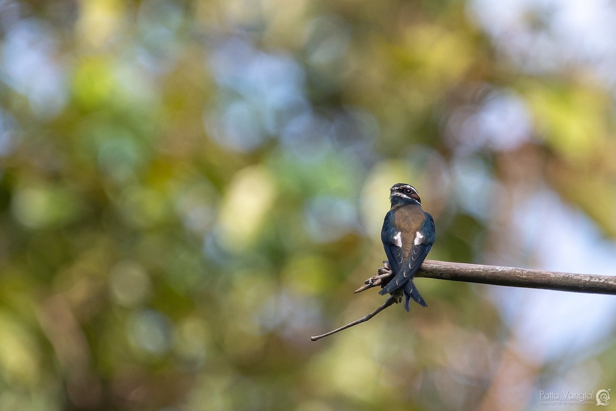 Whiskered Treeswift - ML176756981