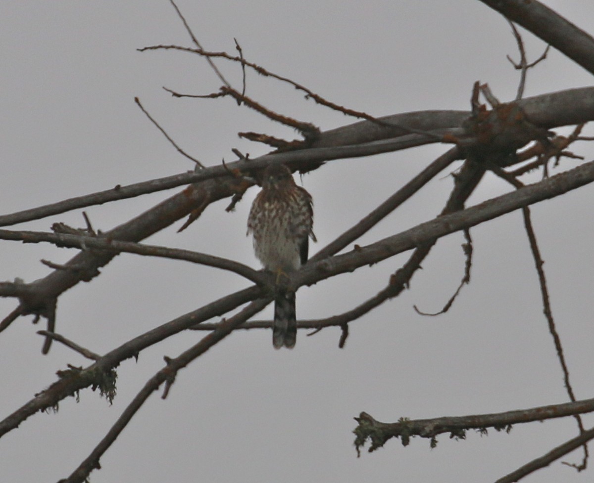 Sharp-shinned Hawk - Pair of Wing-Nuts