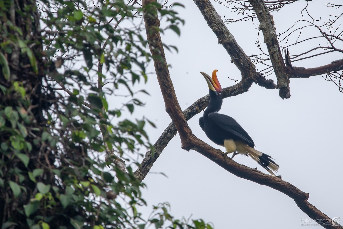 Rhinoceros Hornbill - Pattaraporn Vangtal