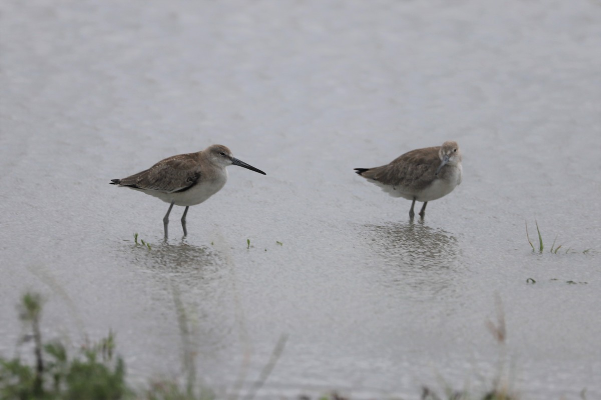 Willet (Western) - Nick Newberry