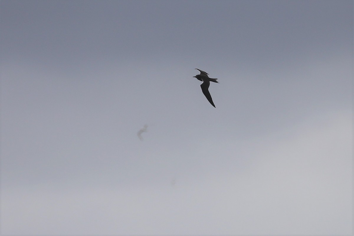 Sooty Tern - ML176757631