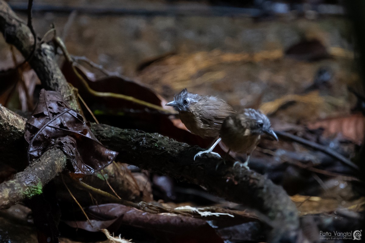 Gray-throated Babbler - ML176757831