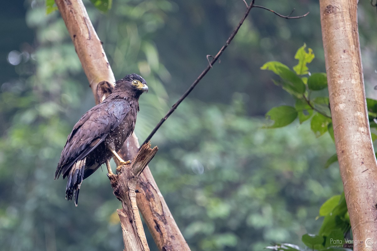 Crested Serpent-Eagle - Pattaraporn Vangtal