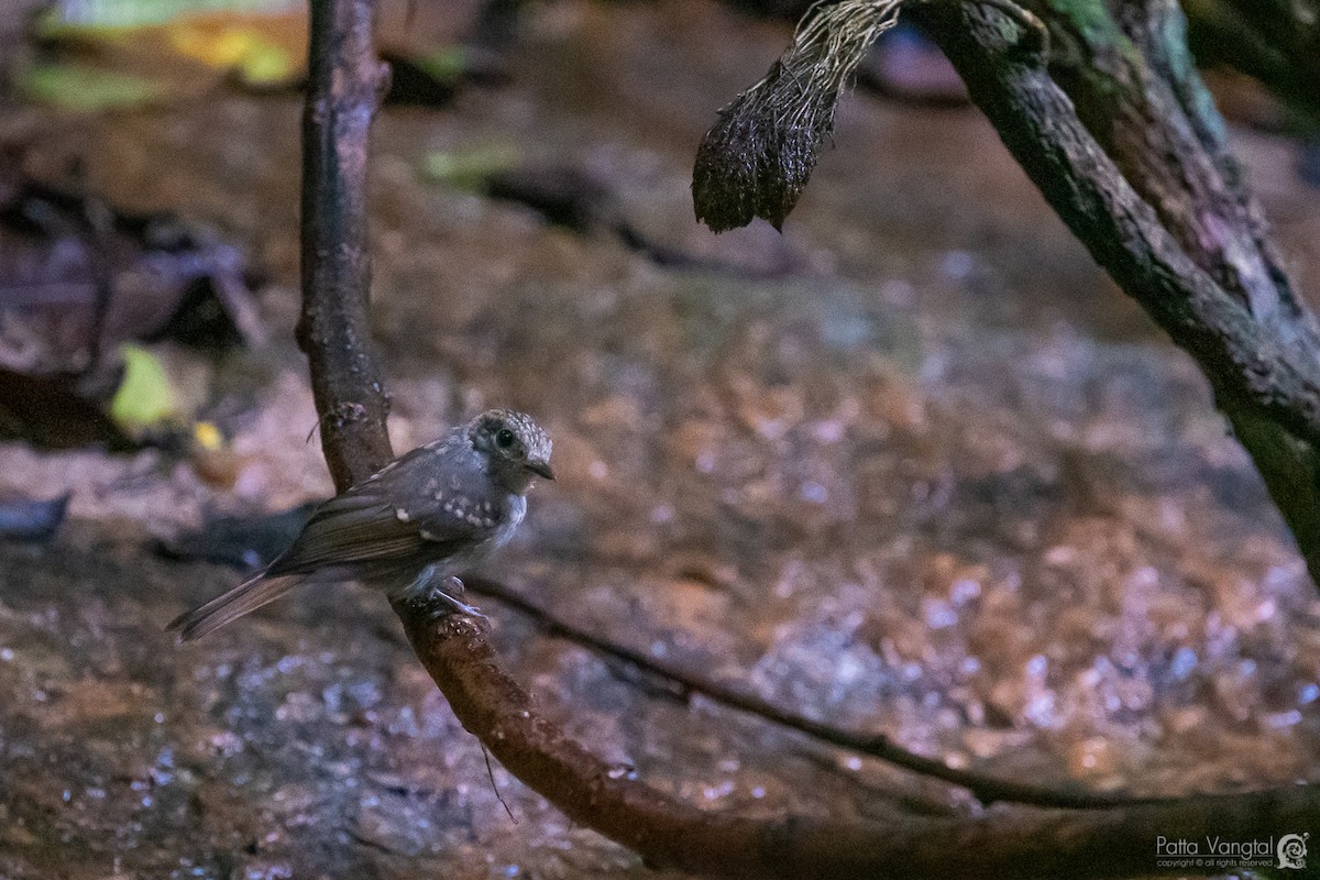 Pale Blue Flycatcher (Hartert's) - ML176758181