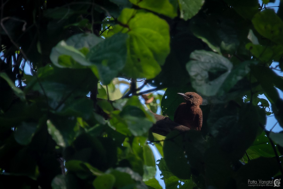 Rufous Woodpecker - ML176759081