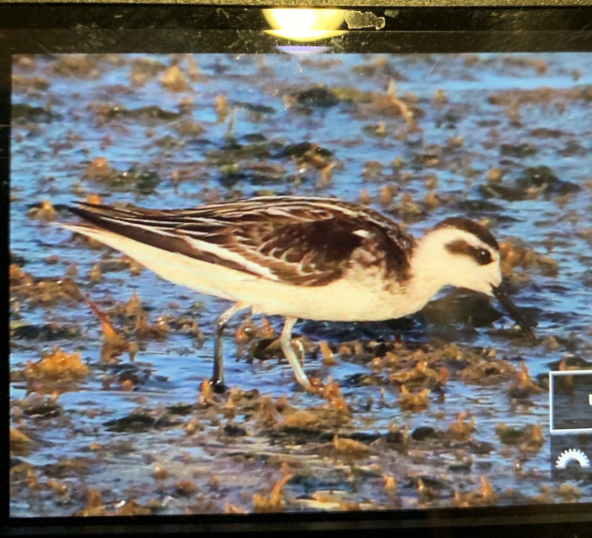 Phalarope à bec étroit - ML176759871