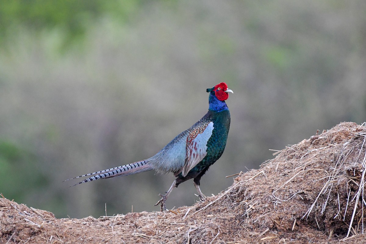 Green Pheasant - Richard Littauer