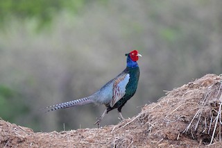 green pheasant - eBird