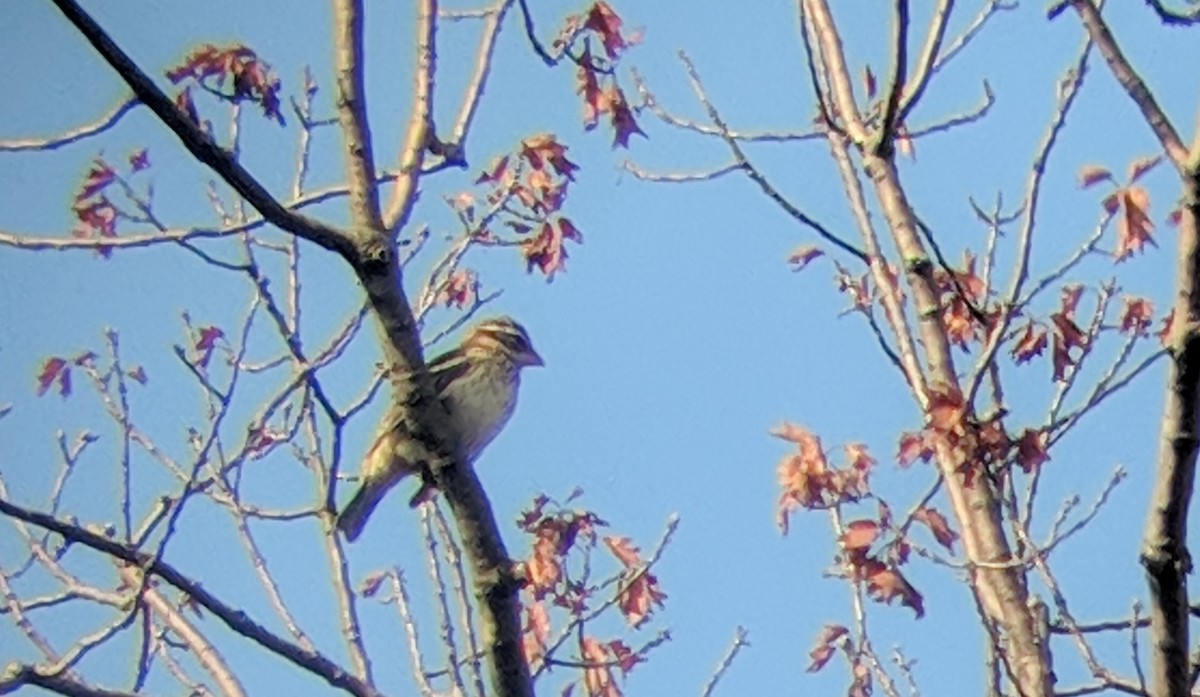 Rose-breasted Grosbeak - ML176760291