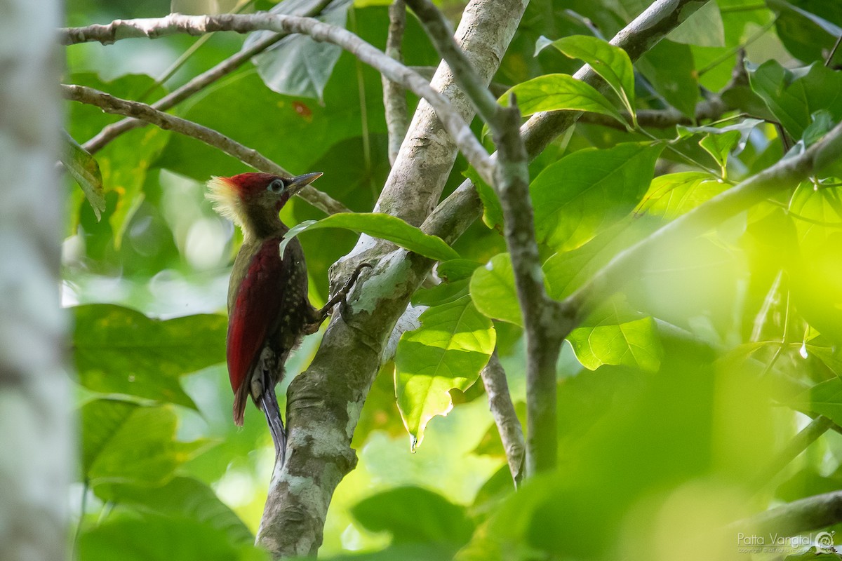 Crimson-winged Woodpecker - ML176760371
