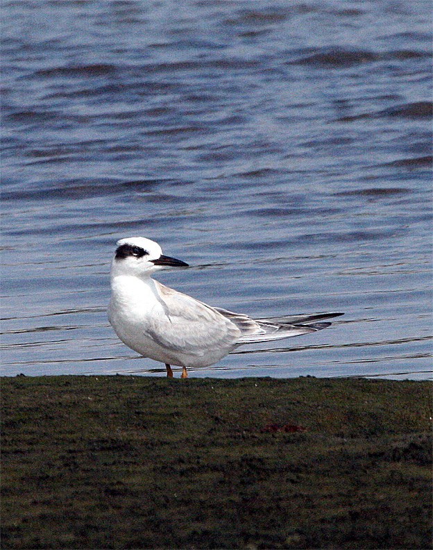 Forster's Tern - Mike Fahay