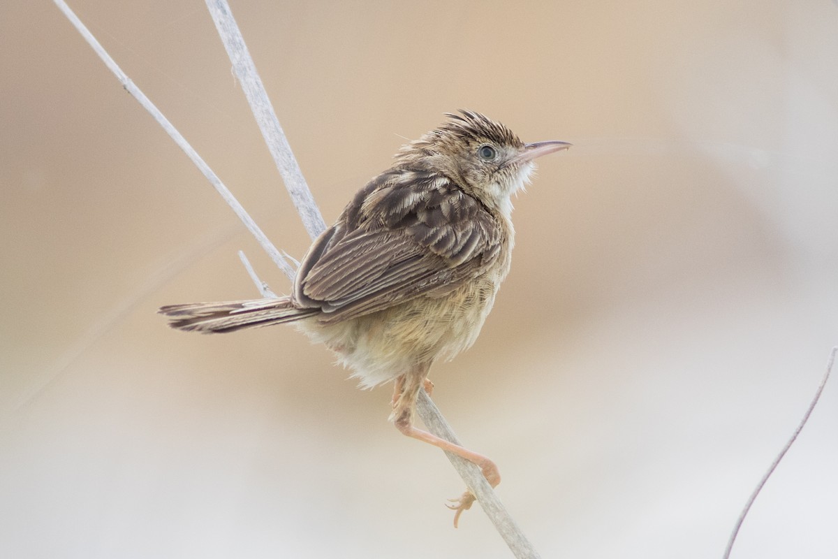 Zitting Cisticola - ML176761121