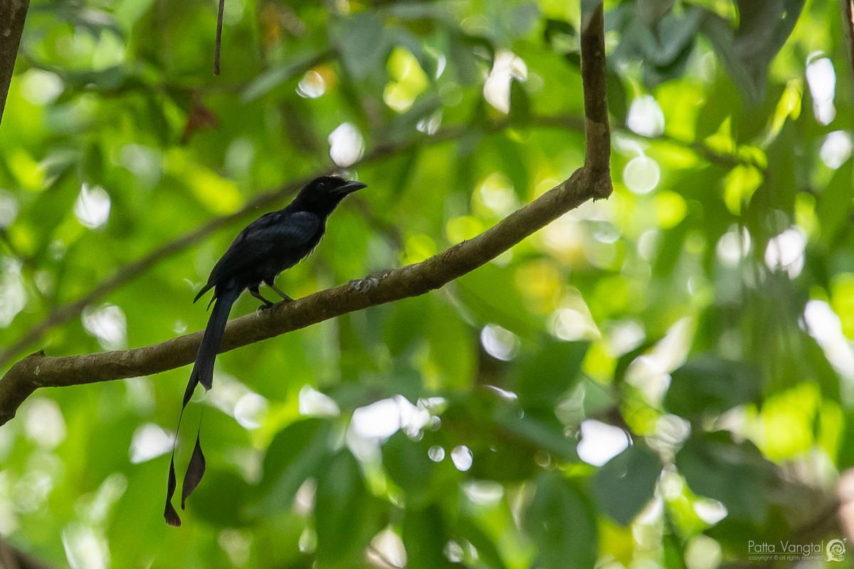 Greater Racket-tailed Drongo - ML176761141