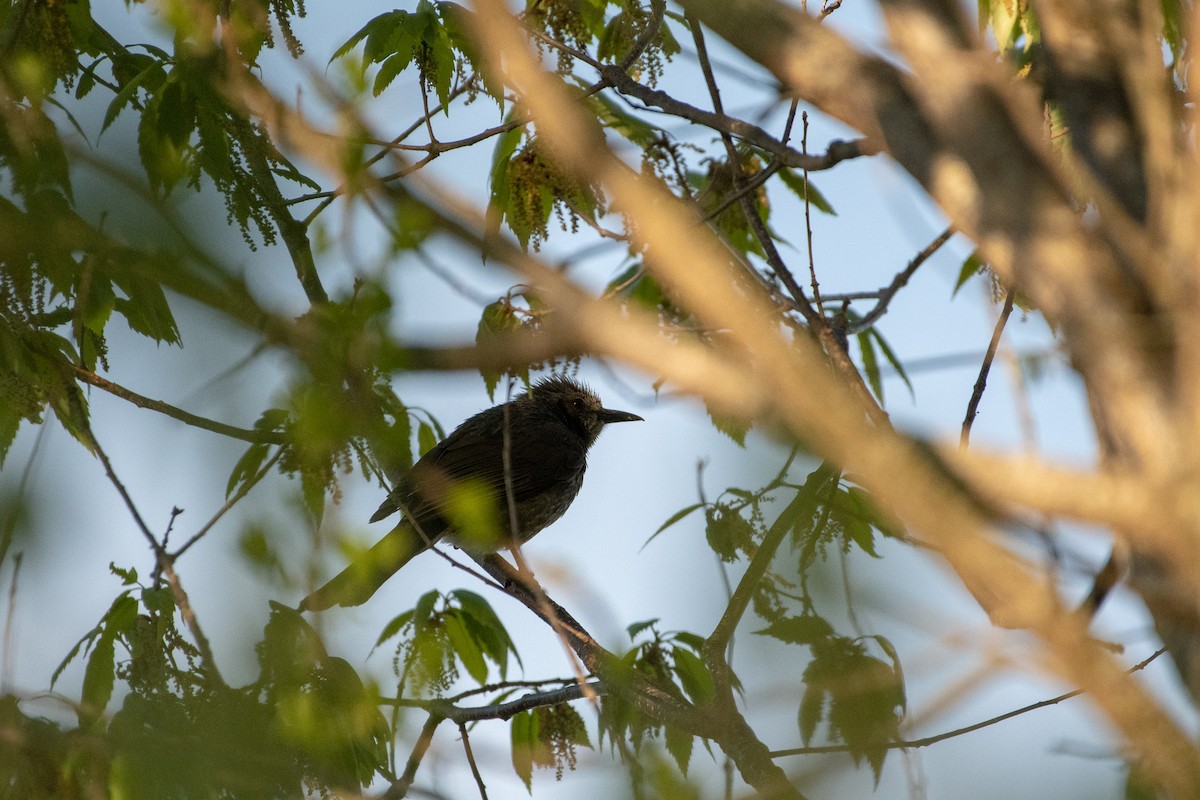 Brown-eared Bulbul - ML176761841