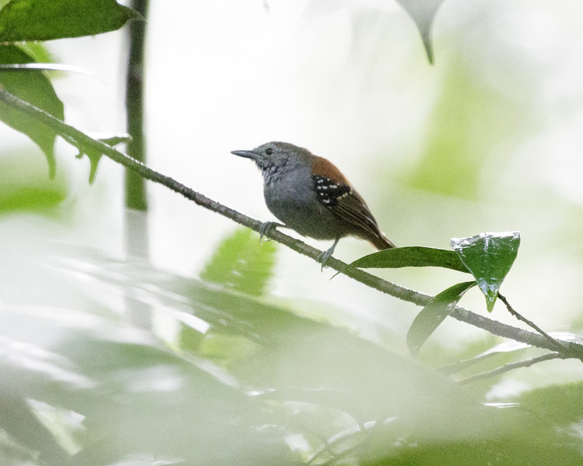 Napoameisenschlüpfer (pyrrhonota) - ML176762561