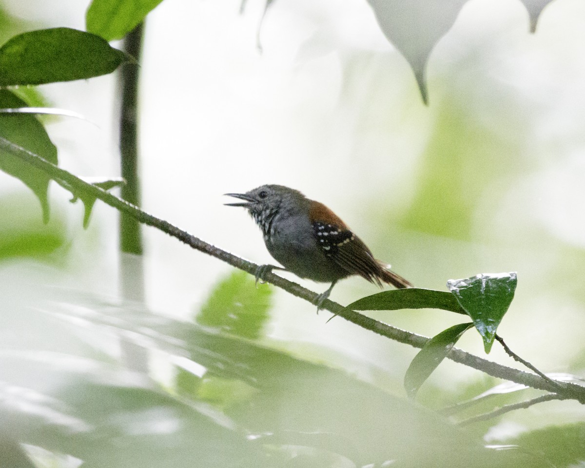 Rufous-backed Stipplethroat (Rio Negro) - Silvia Faustino Linhares