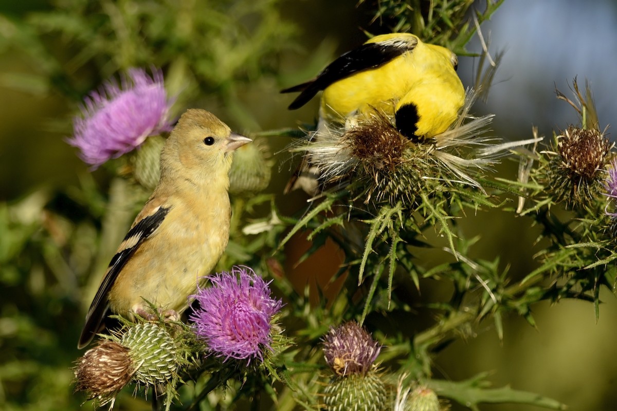 American Goldfinch - Daniel Irons