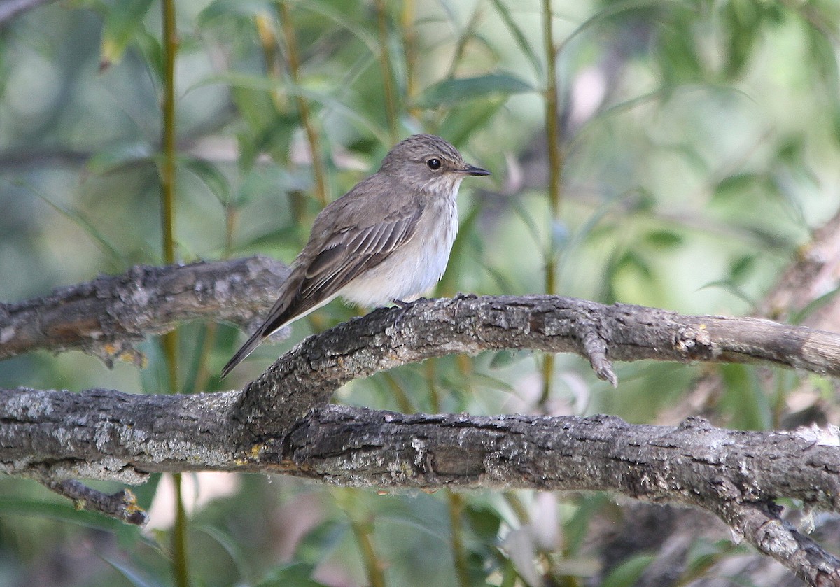 Spotted Flycatcher - Víctor González