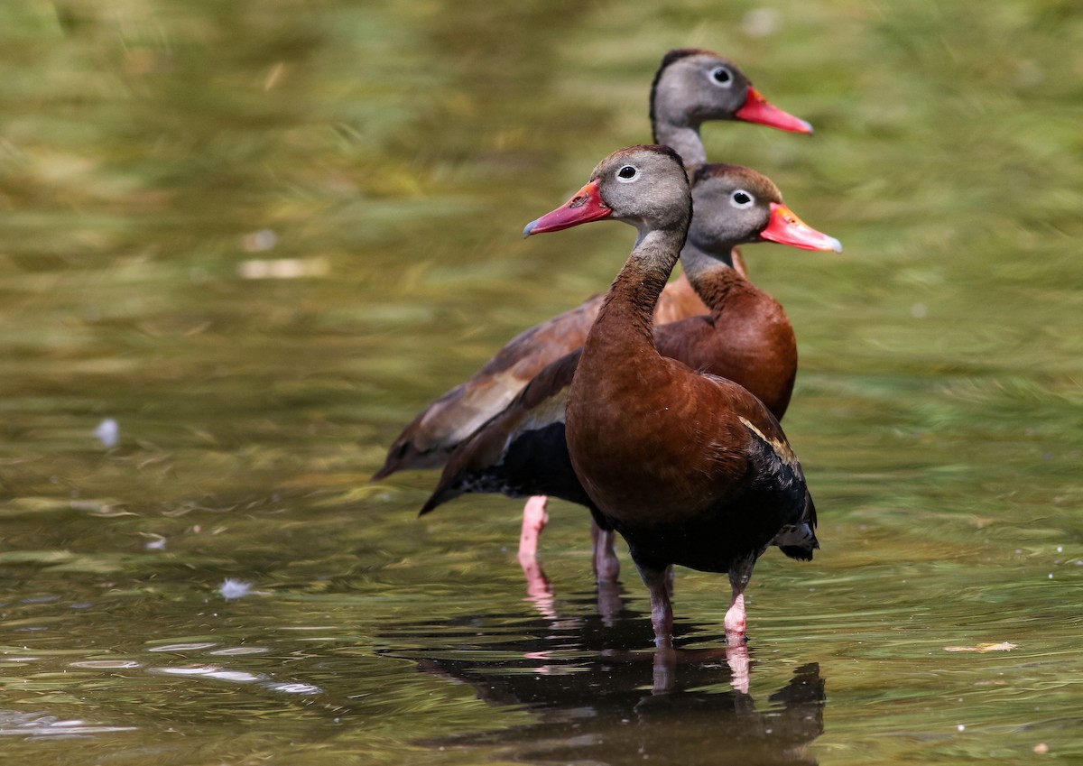 Black-bellied Whistling-Duck (fulgens) - ML176766121