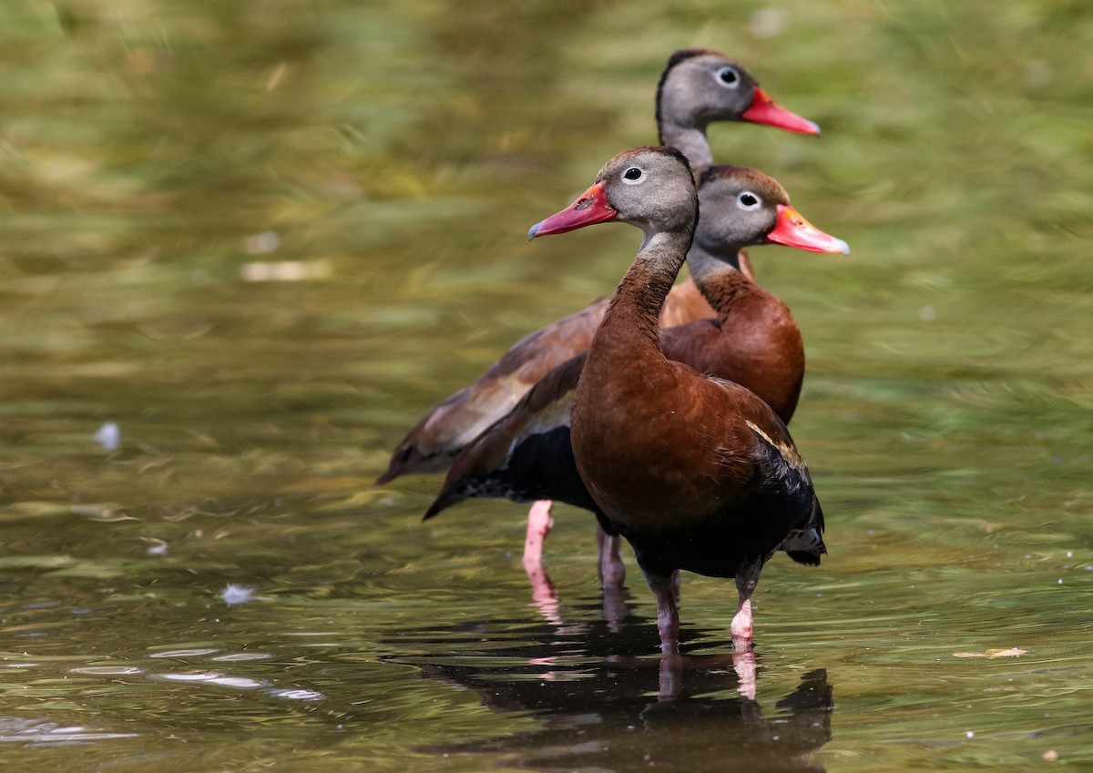 Красноклювая древесная утка (fulgens) - ML176766121