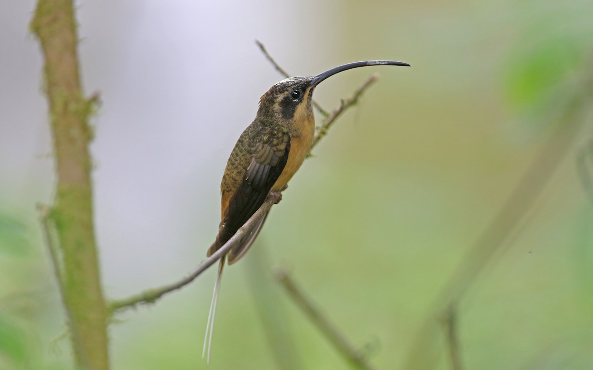 Tawny-bellied Hermit - ML176766201