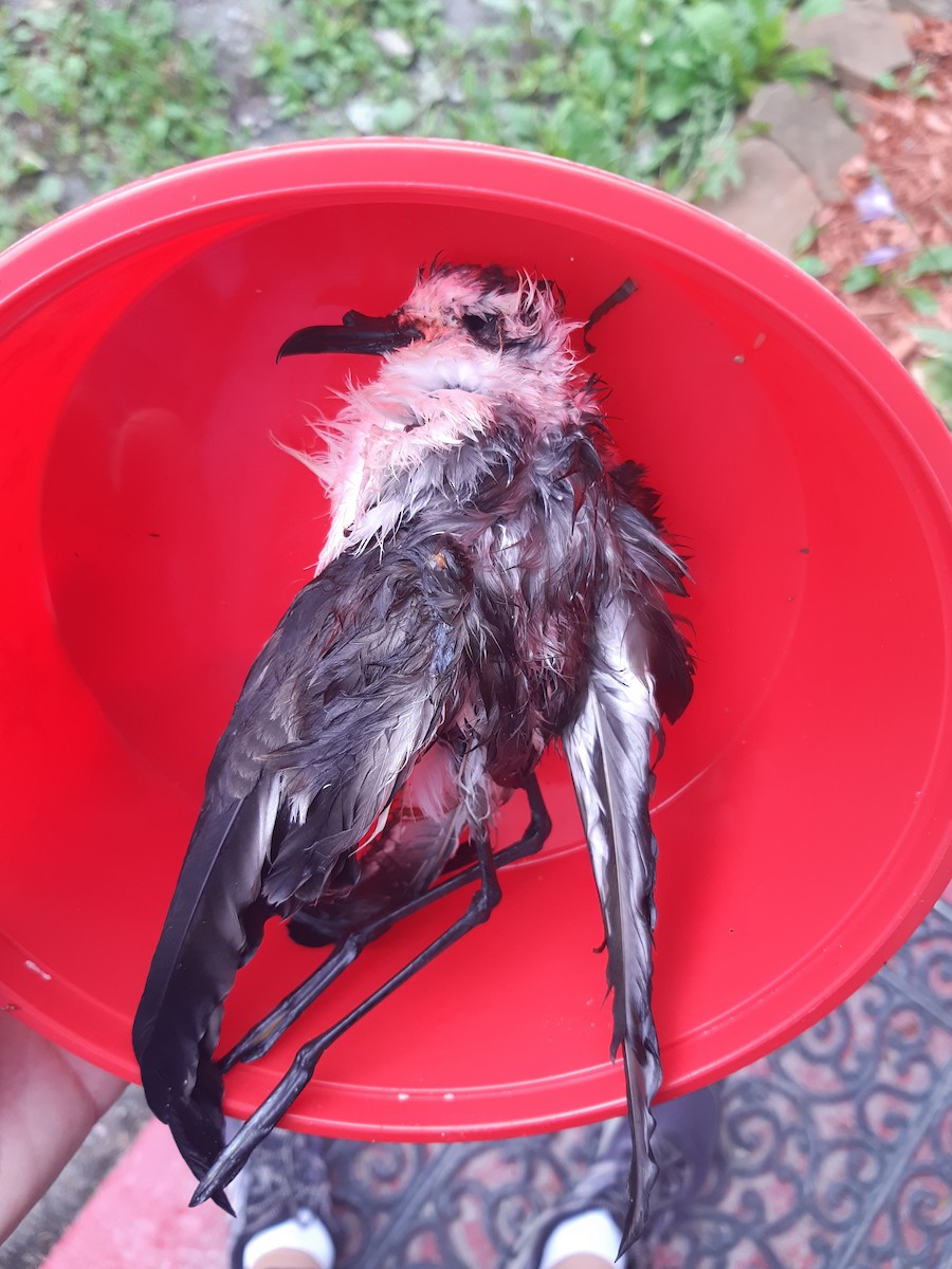 White-faced Storm-Petrel - ML176767321