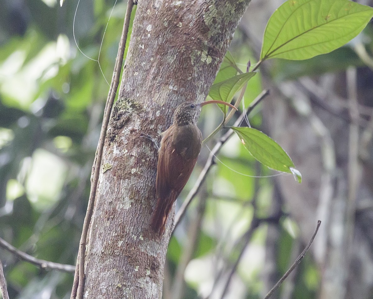 Curve-billed Scythebill (Curve-billed) - ML176767811