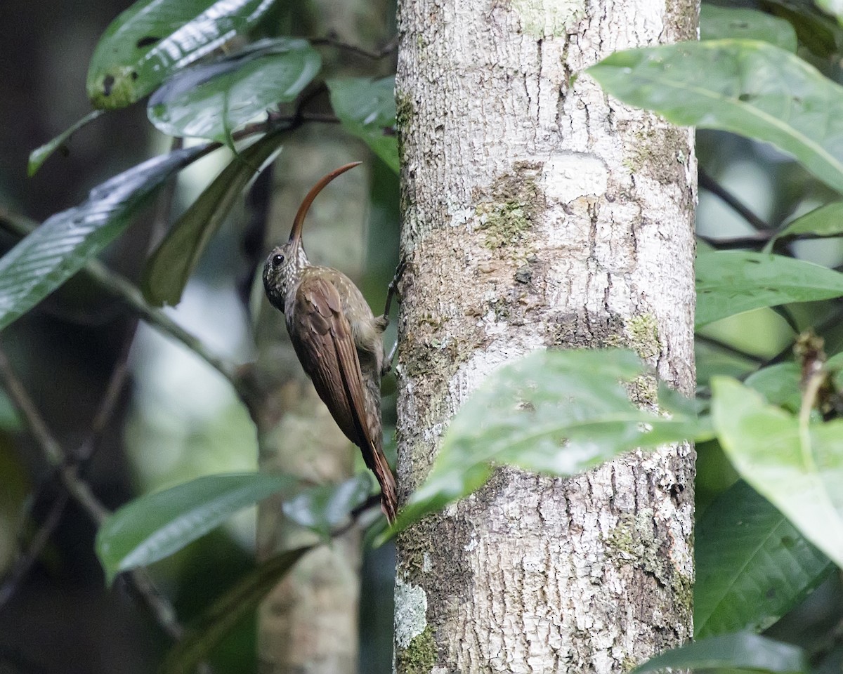 Curve-billed Scythebill (Curve-billed) - ML176767841
