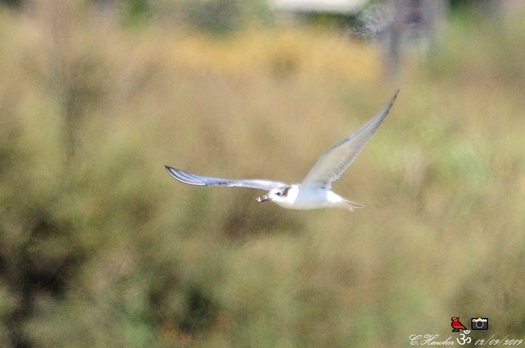 Whiskered Tern - ML176769091