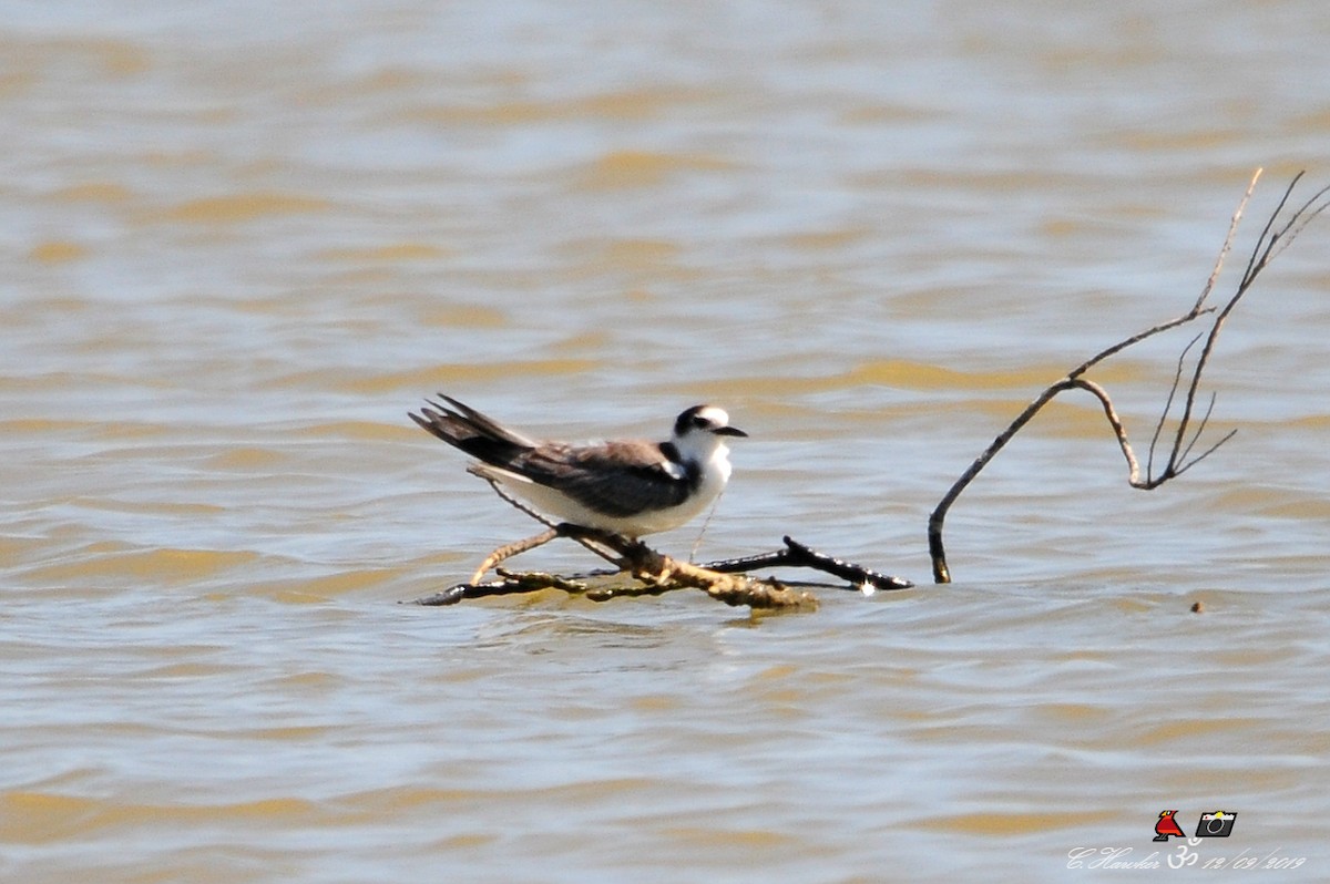 Black Tern - ML176769231