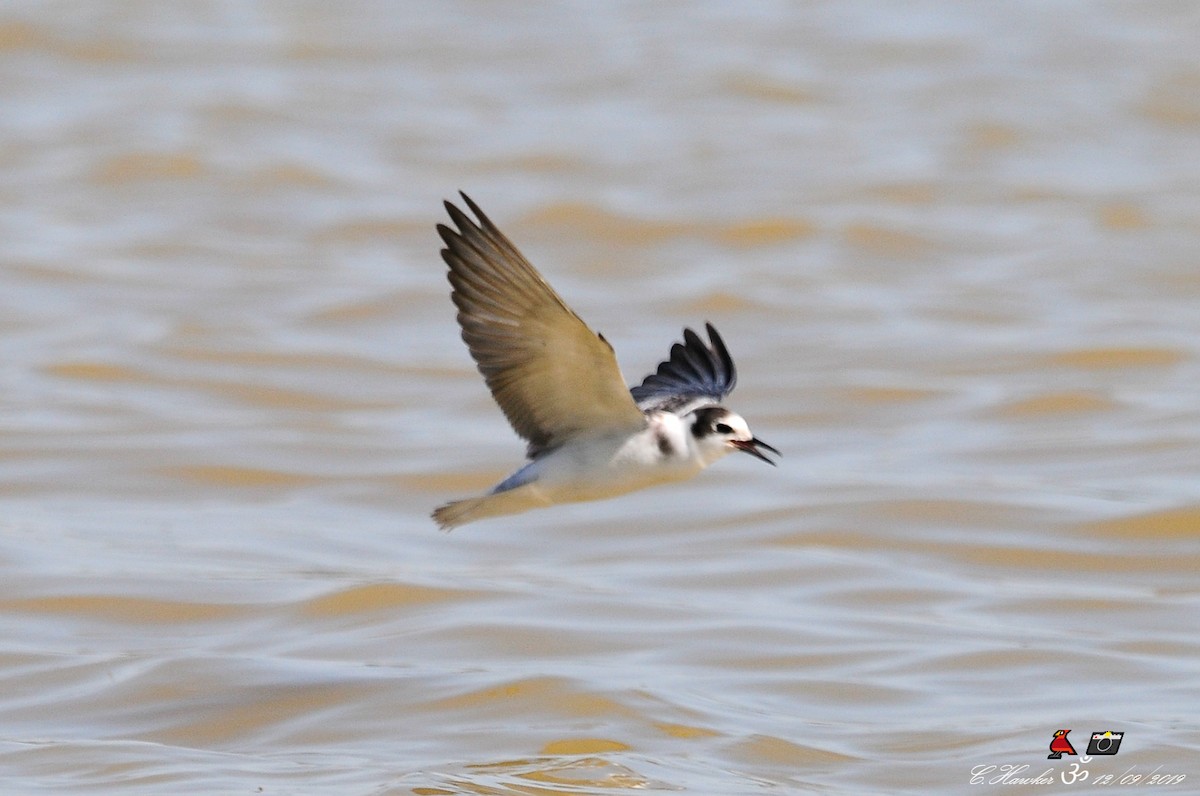 Black Tern - ML176769291