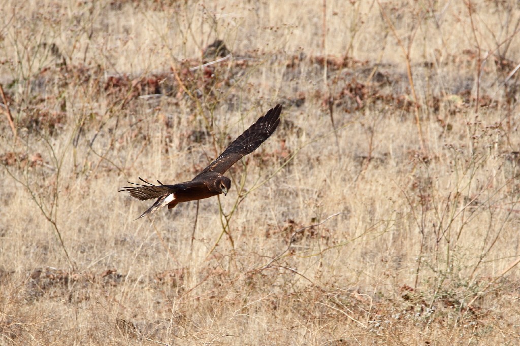 Northern Harrier - James Cummins