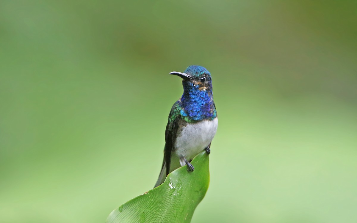 White-necked Jacobin - Christoph Moning