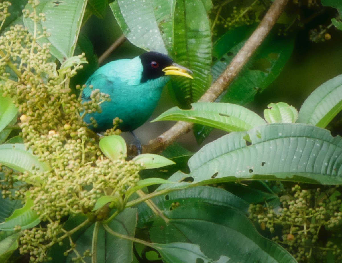 Green Honeycreeper - ML176773691