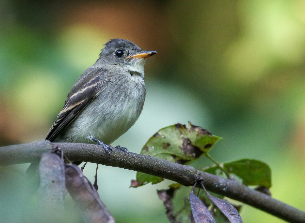 Eastern Wood-Pewee - Alex Wiebe