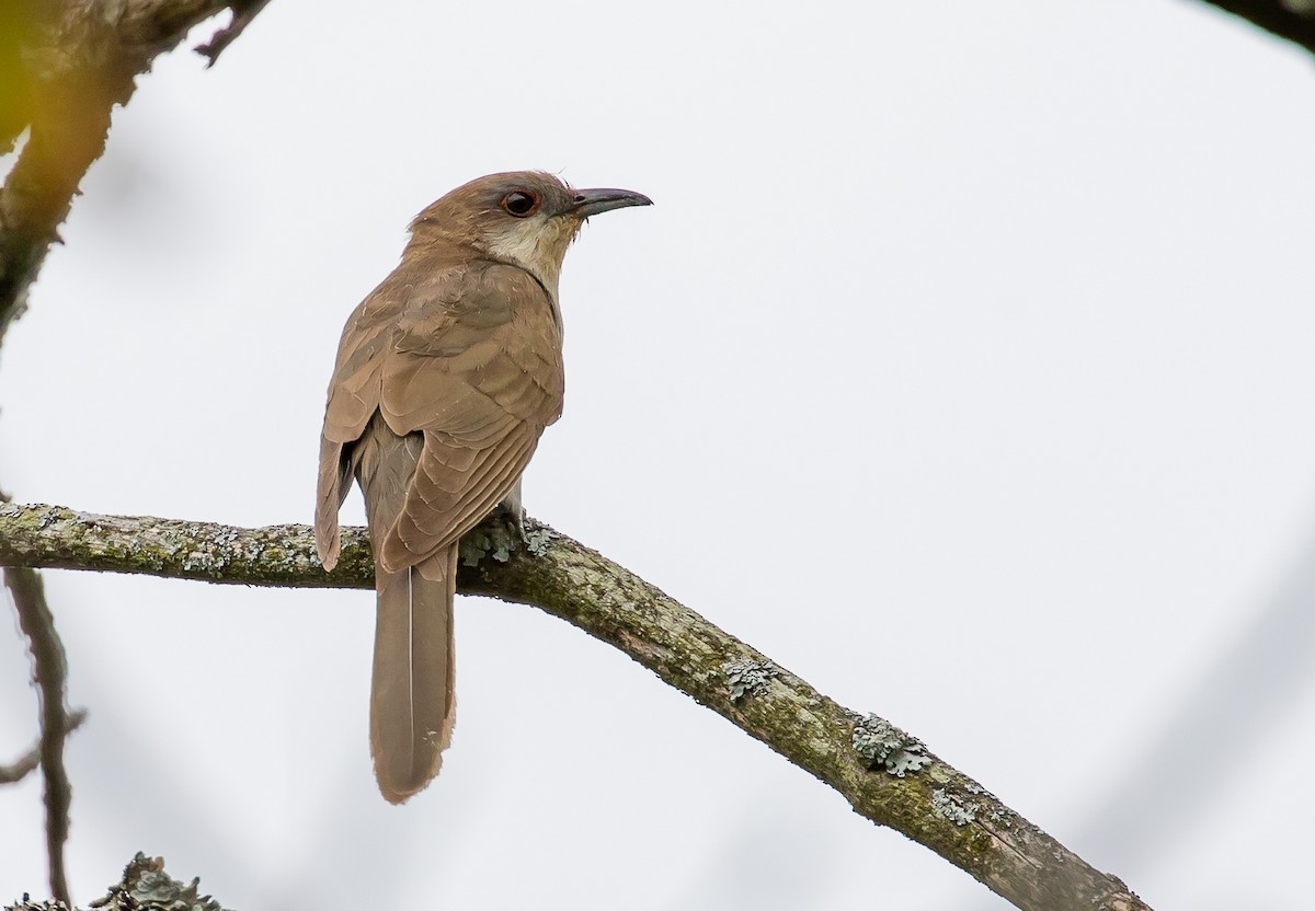 Black-billed Cuckoo - ML176775551