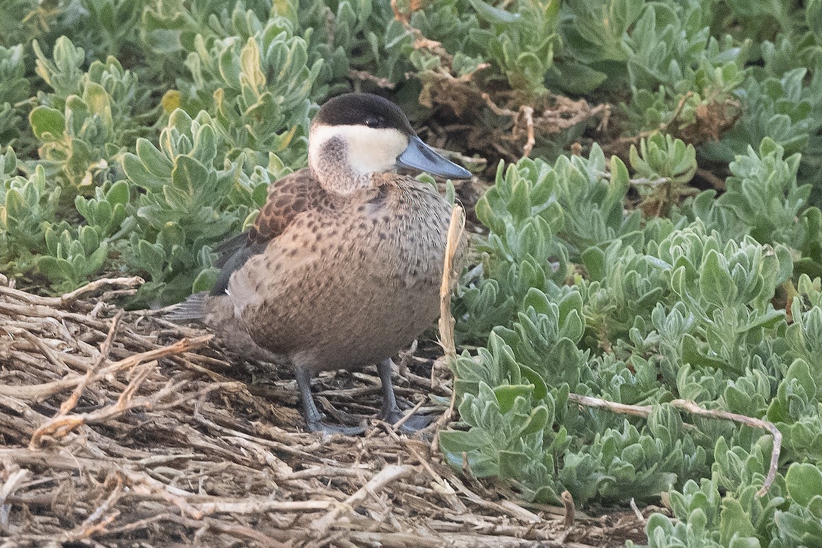 Blue-billed Teal - Peter Hawrylyshyn