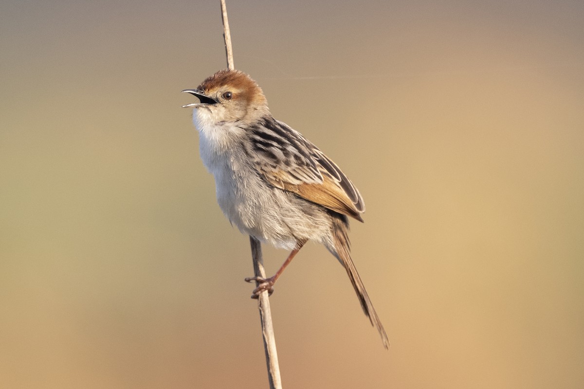 Levaillant's Cisticola - Peter Hawrylyshyn