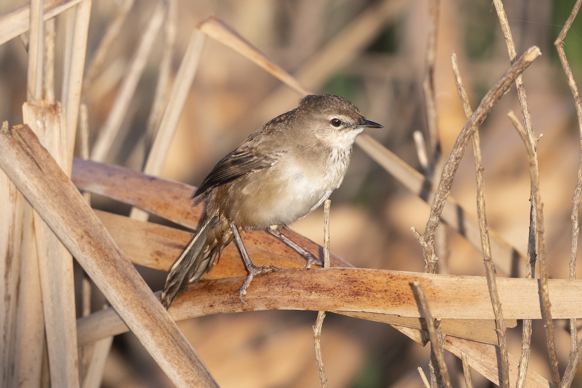Little Rush Warbler - Peter Hawrylyshyn