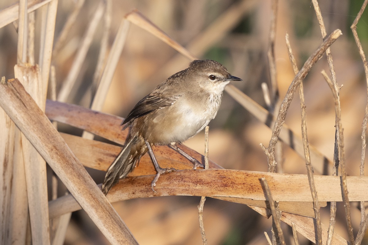 Little Rush Warbler - ML176776991